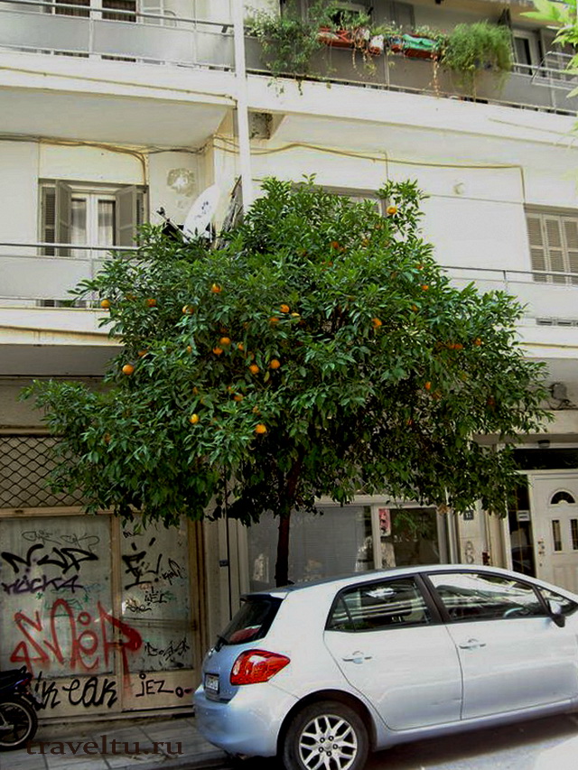 Городское дерево