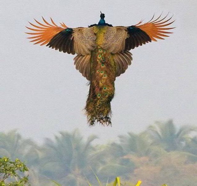 Птицы Шри-Ланки