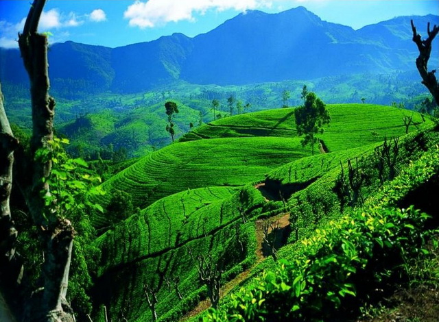 Чайные плантации Шри-Ланки
